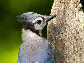 A close up of the head and face of a Blue Jay