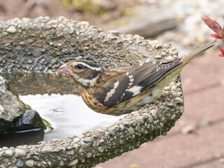 A close up of a female or immature Rose-breasted Grosbeak drinking from the edge of a bird water bath