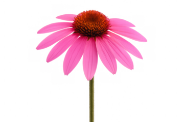 Vibrant pink echinacea flower displaying raised center disk, standing against transparent backdrop