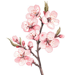 Fototapeta premium Cherry Blossoms Watercolor Clipart PNG