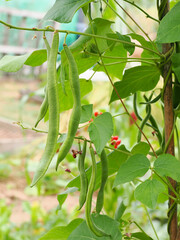 close up of runner beans hanging from the plant with red flowers behind