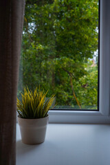 Green flower in a pot on the windowsill