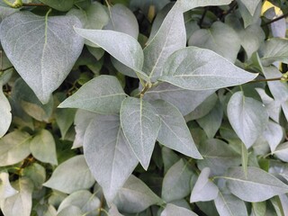 silvery green leaves