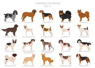 Collection of all dog breeds. Collection in 28 sets. Realistic image of dog breeds with different coat colors. Vector illustration