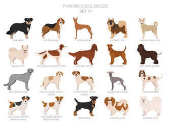 Collection of all dog breeds. Collection in 28 sets. Realistic image of dog breeds with different coat colors. Vector illustration