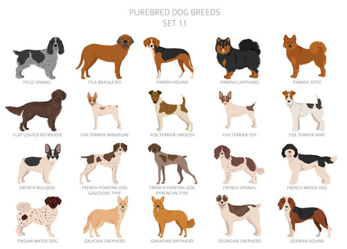 Collection of all dog breeds. Collection in 28 sets. Realistic image of dog breeds with different coat colors. Vector illustration