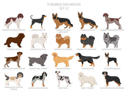 Collection of all dog breeds. Collection in 28 sets. Realistic image of dog breeds with different coat colors. Vector illustration