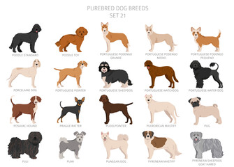 Collection of all dog breeds. Collection in 28 sets. Realistic image of dog breeds with different coat colors. Vector illustration