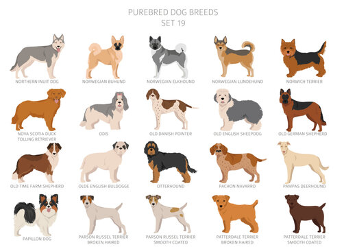 Collection of all dog breeds. Collection in 28 sets. Realistic image of dog breeds with different coat colors. Vector illustration