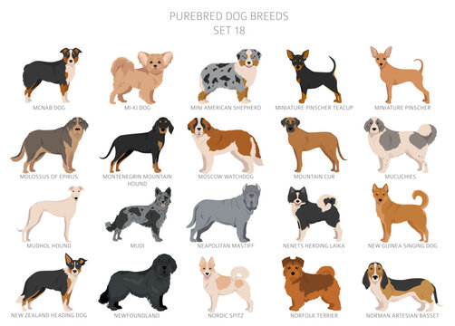 Collection of all dog breeds. Collection in 28 sets. Realistic image of dog breeds with different coat colors. Vector illustration