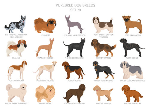Collection of all dog breeds. Collection in 28 sets. Realistic image of dog breeds with different coat colors. Vector illustration