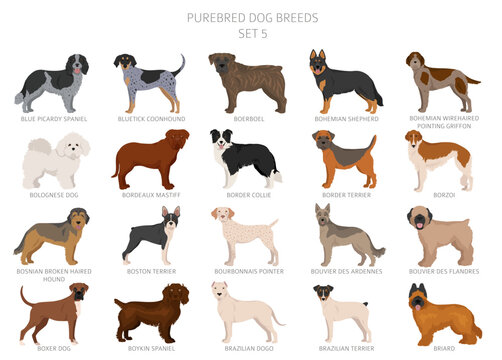 Dogs Different Breeds: Unveiling Unique Traits
