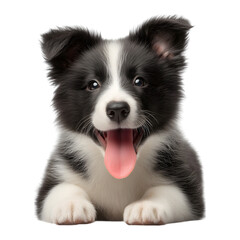 Obraz premium Adorable Border Collie puppy with happy expression and tongue out pet projects and joyful designs isolated on png background