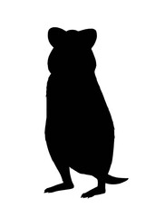 Silhouette of quokka wallaby isolated on white background 