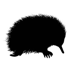 Silhouette image of echidna isolated on white background 