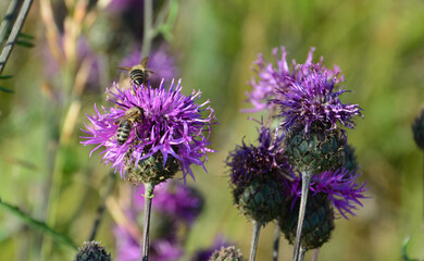 Bees pollinating purple wildflowers in a sunny field