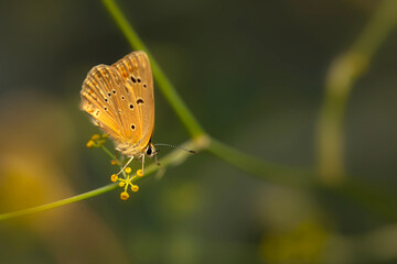 Butterfly. Close up nature. Colorful nature background. 