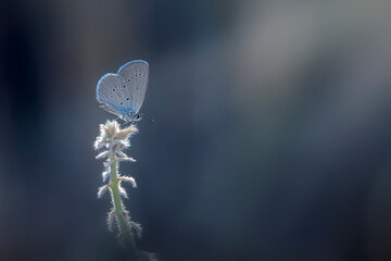 Butterfly. Osiris Blue. Cupido osiris. Nature background.  