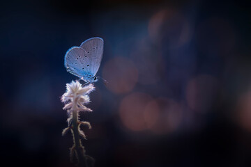 Butterfly. Osiris Blue. Cupido osiris. Nature background.  