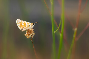Butterfly. Close up nature. Colorful nature background. 