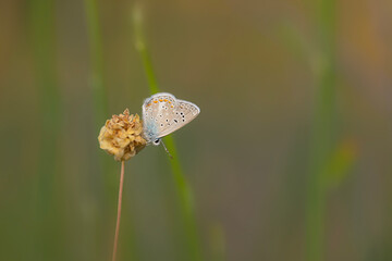 Butterfly. Close up nature. Colorful nature background. 