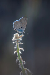 Butterfly. Osiris Blue. Cupido osiris. Nature background.  