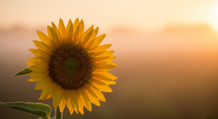 Obraz premium Radiant Sunflower Solitude: Capturing Nature's Golden Detail