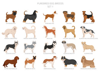 Collection of all dog breeds. Collection in 28 sets. Realistic image of dog breeds with different coat colors. Vector illustration