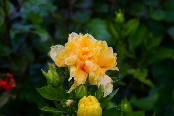Closeup of a yellow hibiscus terry growing in a garden