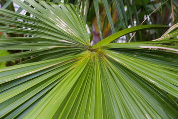 abstract nature background, Closeup tropical palm leaf and shadows, exotic abstract natural green lush background, dark tone textures