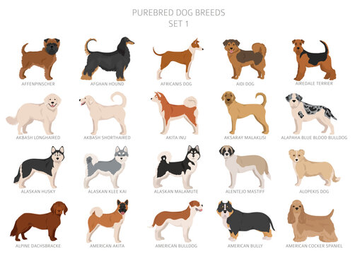 Collection of all dog breeds. Collection in 28 sets. Realistic image of dog breeds with different coat colors. Vector illustration