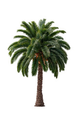 Detailed Palm Tree Isolated on White Background for Tropical Themes