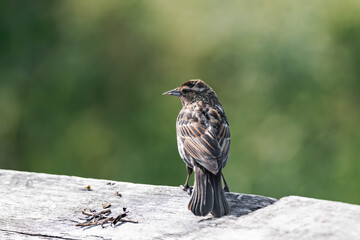 Female red-winged blackbird (Agelaius phoeniceus)