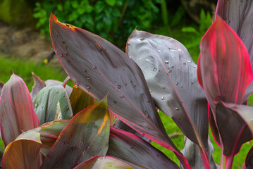 Hawaiian ti plant or Cordyline fruticosa is an evergreen flowering plant