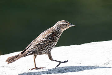 Female red-winged blackbird (Agelaius phoeniceus)