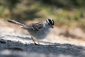 Adult white-crowned sparrow (Zonotrichia leucophrys)