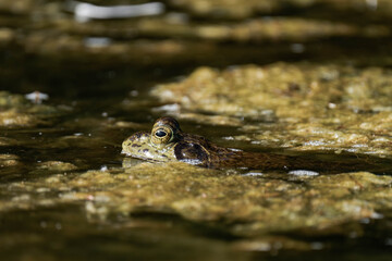 American bullfrog (Lithobates catesbeianus) in a pond in British Columbia, Canada.