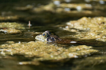 American bullfrog (Lithobates catesbeianus) in a pond in British Columbia, Canada.