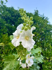 Beautiful white flowers against the green leaves of a tree 