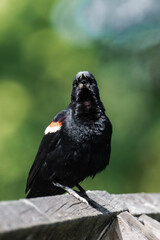 Male red-winged blackbird (Agelaius phoeniceus) in British Columbia, Canada.