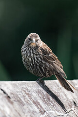 Female red-winged blackbird (Agelaius phoeniceus)