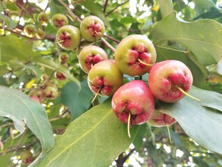 Watery rose apple fruit (Syzygium aqueum) still on tree	