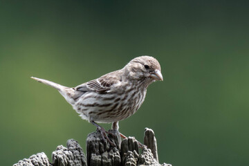 Fototapeta premium House finch (Haemorhous mexicanus) sitting on a tree stump.