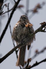 Adult song sparrow (Melospiza melodia) sitting on a tree branch.