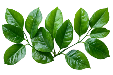 Banyan green leaves isolated on white background