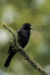 Male red-winged blackbird (Agelaius phoeniceus) in British Columbia, Canada.
