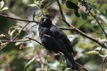 Male red-winged blackbird (Agelaius phoeniceus) in British Columbia, Canada.