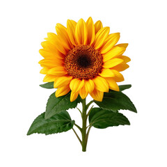 Obraz premium Bright Sunflower Bloom with Vibrant Yellow Petals and Green Leaves