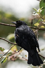 Male red-winged blackbird (Agelaius phoeniceus) in British Columbia, Canada.