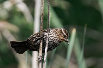 Female red-winged blackbird (Agelaius phoeniceus)